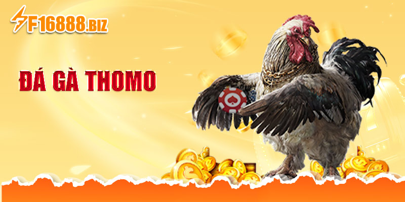 Đá gà Thomo