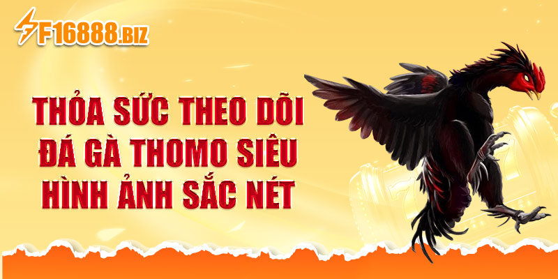 Thỏa sức theo dõi đá gà Thomo siêu hình ảnh sắc nét