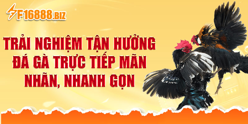 Trải nghiệm tận hưởng đá gà trực tiếp mãn nhãn, nhanh gọn